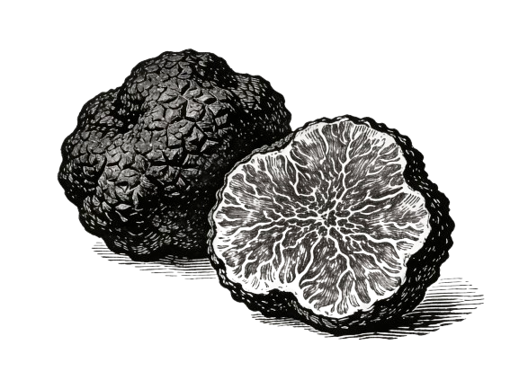 Gravure Truffes